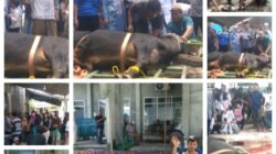 Masjid Al Jihad Air Gading Penuh Berkah dan Kebersamaan di Momentum Idul Adha, Semangat Berqurban Masyarakat Terus Menguat